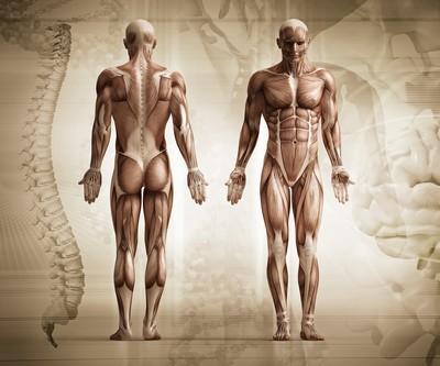 Standing human figure showing muscle layer of structure